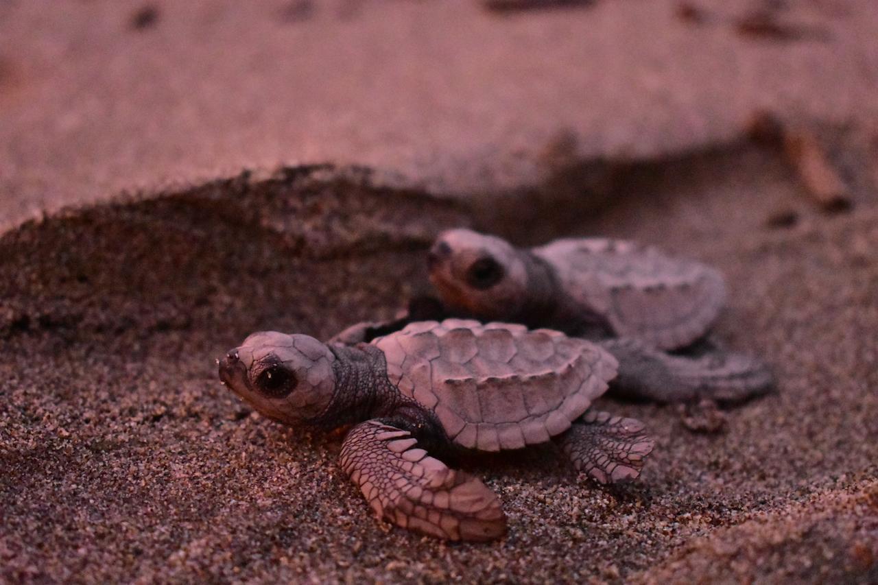 Crown Paradise Golden All Inclusive Resort - Adults Only Puerto Vallarta Exterior foto A hawksbill turtle hatchling